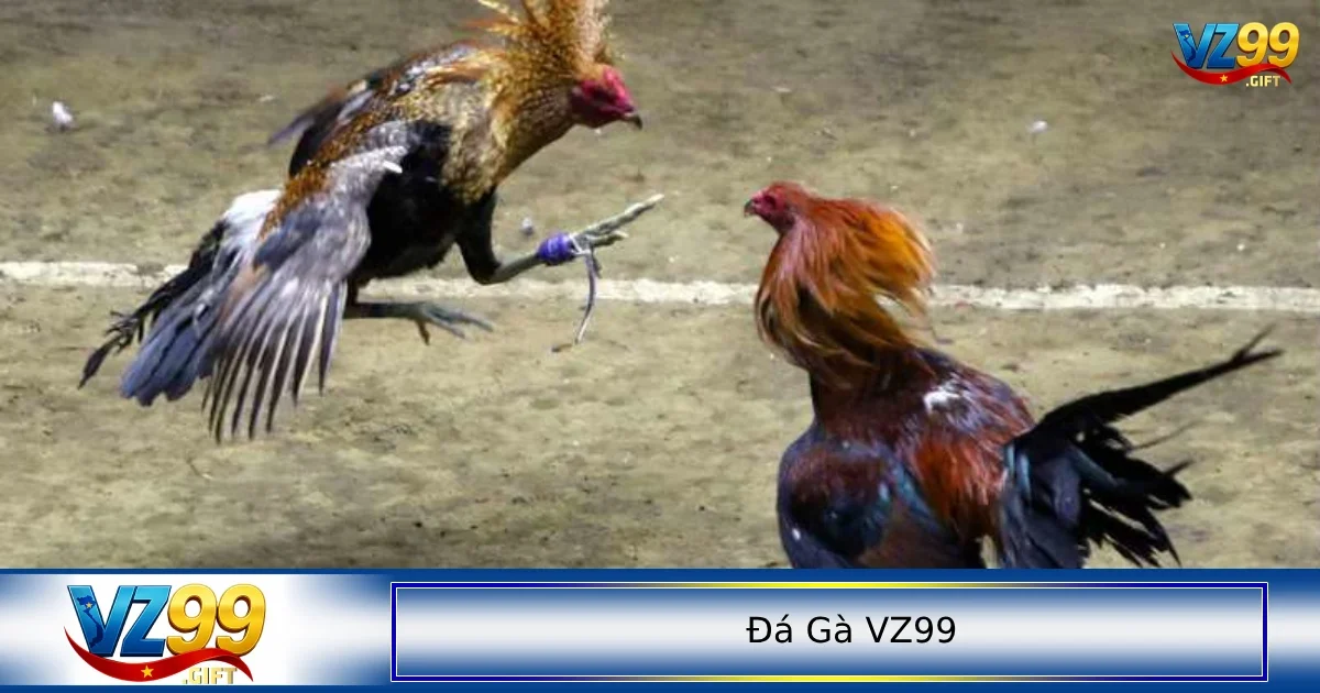 đá gà VZ99 2 Luật chơi đá gà cơ bản dành cho những ai chưa biết