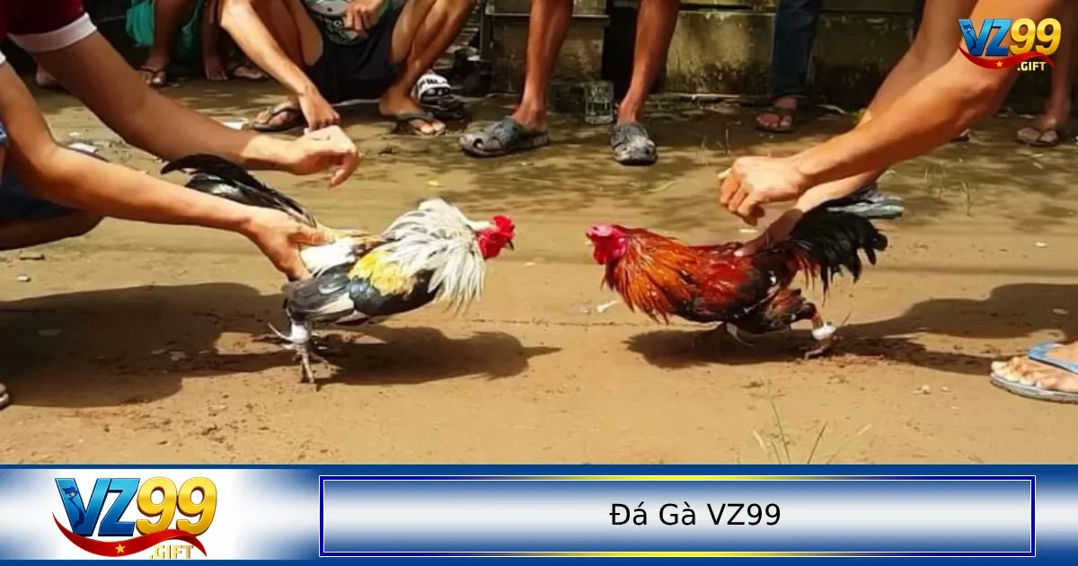 đá gà VZ99 1 Cách đặt cược đá gà online dành cho người mới